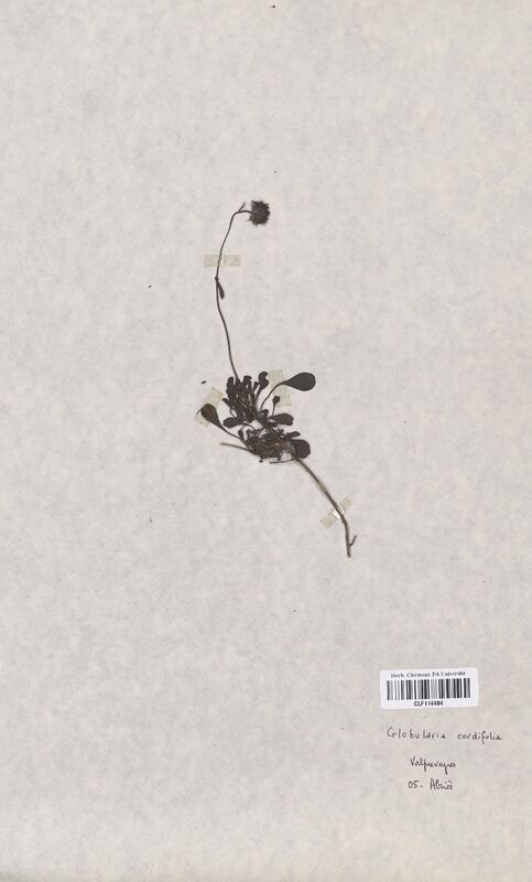Globularia cordifolia (Globulariaceae)