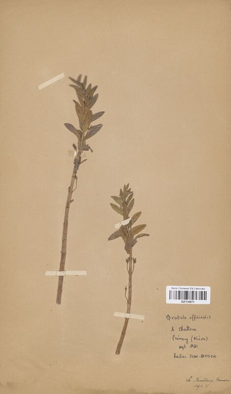 Gratiola officinalis (Scrophulariaceae)