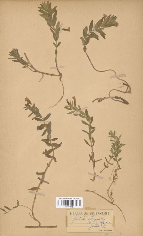 Gratiola officinalis (Scrophulariaceae)
