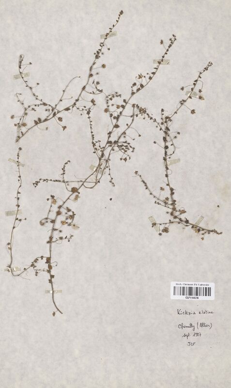 Kickxia elatine (Scrophulariaceae)
