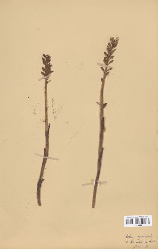 Lathraea squamaria (Orobanchaceae)