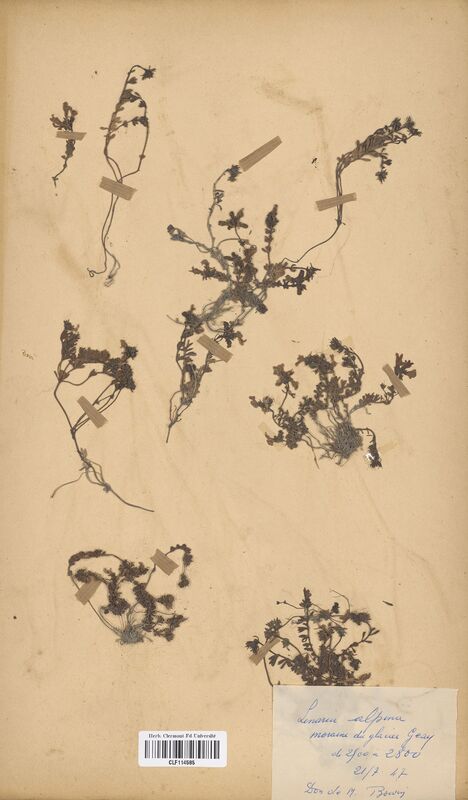 Linaria alpina (Scrophulariaceae)