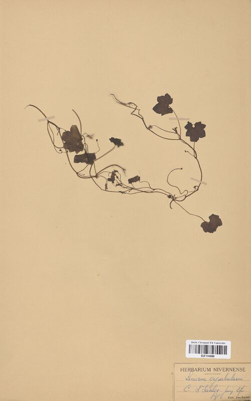 Linaria cymbalaria (Scrophulariaceae)