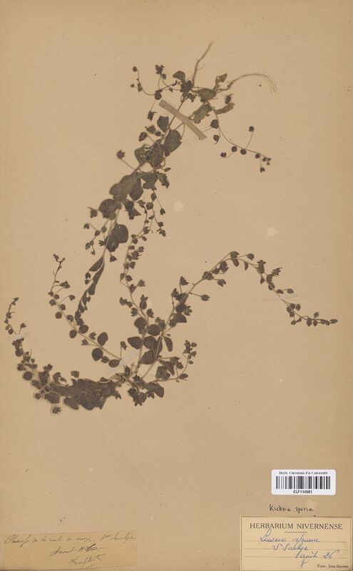 Linaria spuria (Scrophulariaceae)