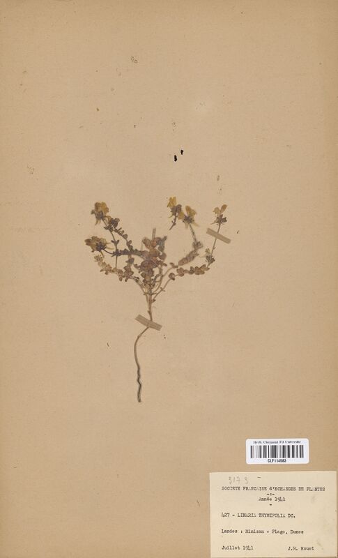 Linaria thymifolia (Scrophulariaceae)