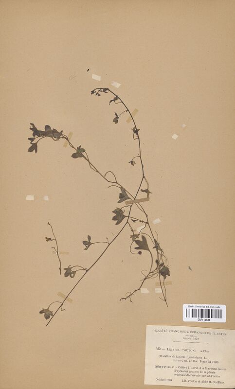 Linaria toutoni (Scrophulariaceae)