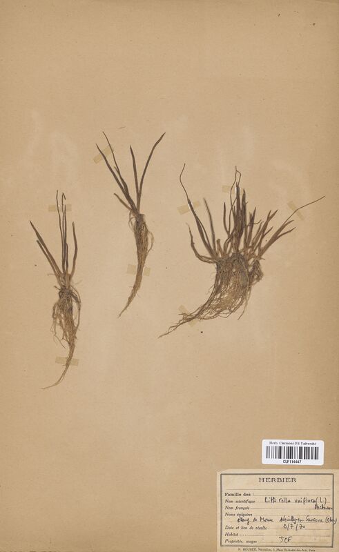 Littorella uniflora (Plantaginaceae)
