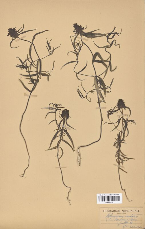 Melampyrum cristatum (Scrophulariaceae)