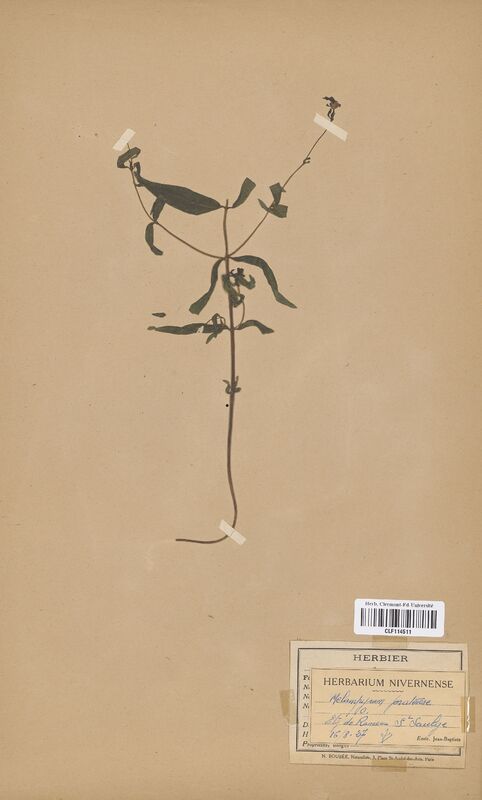 Melampyrum pratense (Scrophulariaceae)