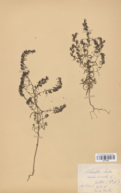 Odontites lutea (Scrophulariaceae)