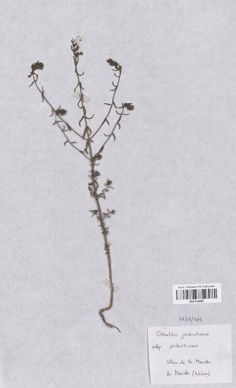 Odontites jaubertianus (Scrophulariaceae)