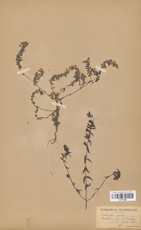Odontites rubra (Scrophulariaceae)