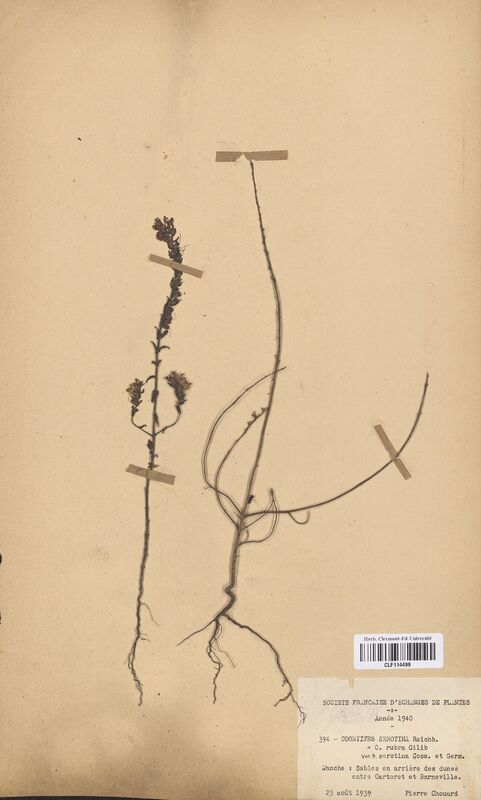 Odontites serotina (Scrophulariaceae)