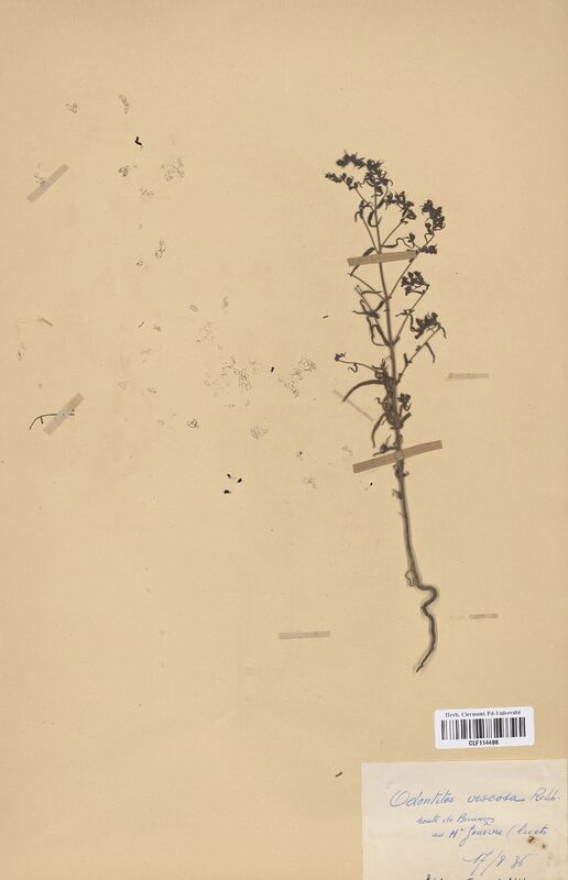 Odontites viscosa (Scrophulariaceae)