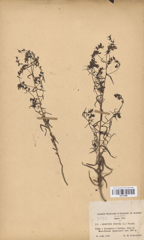 Odontites viscosa (Scrophulariaceae)