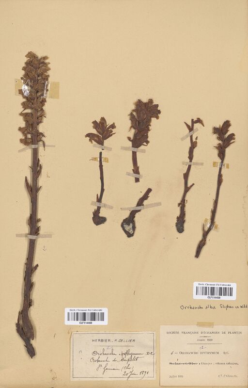 Orobanche epithymum (Orobanchaceae)