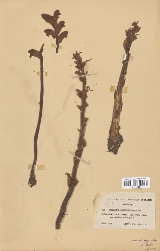 Orobanche caryophyllacea (Orobanchaceae)