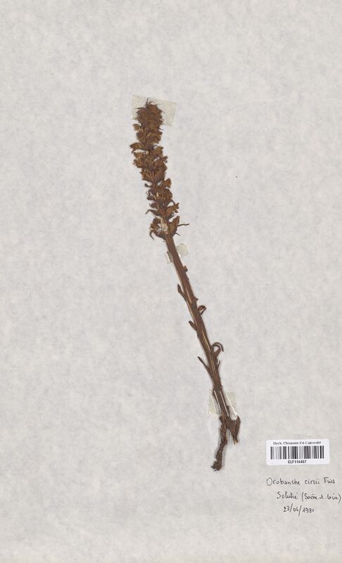 Orobanche cirsii fries (Orobanchaceae)
