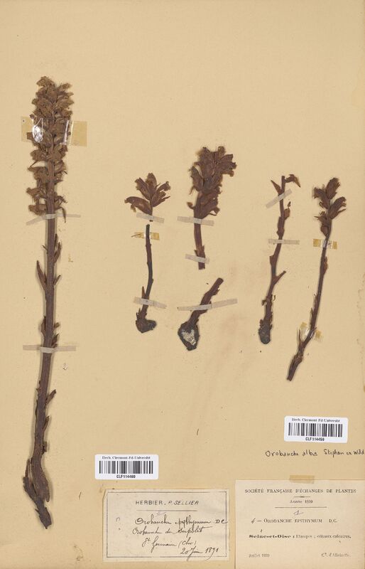 Orobanche epithymum (Orobanchaceae)