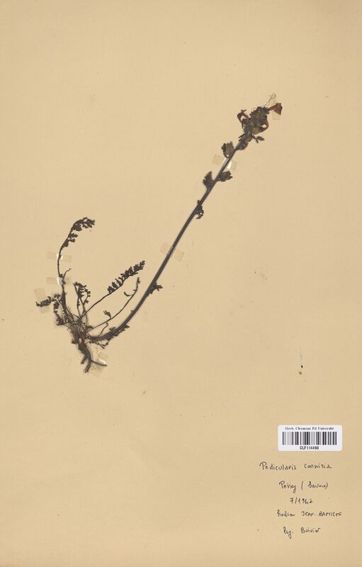 Pedicularis cenisia (Scrophulariaceae)