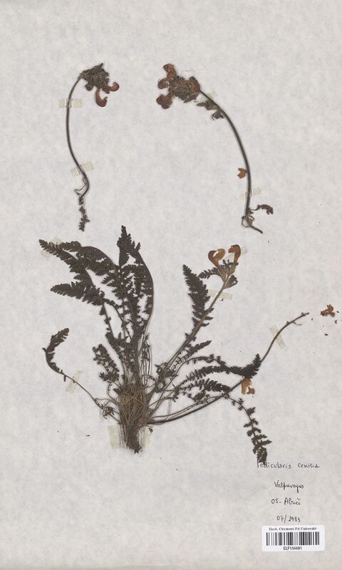 Pedicularis cenisia (Scrophulariaceae)