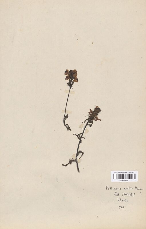Pedicularis raetica (Scrophulariaceae)