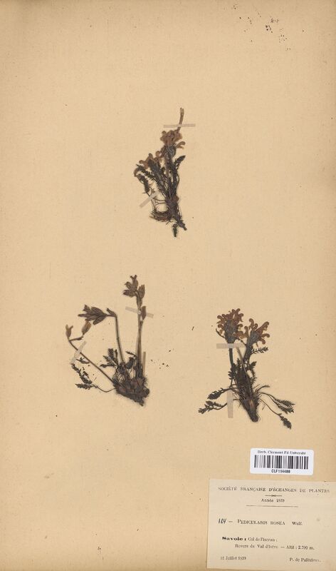 Pedicularis rosea (Scrophulariaceae)