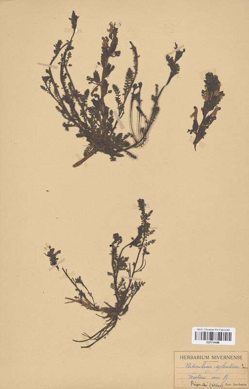 Pedicularis sylvatica (Scrophulariaceae)