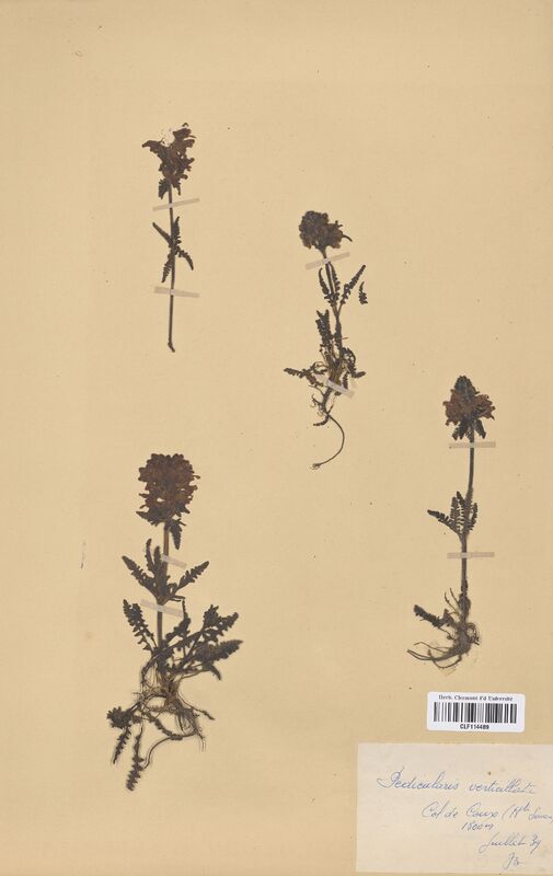 Pedicularis verticillata (Scrophulariaceae)
