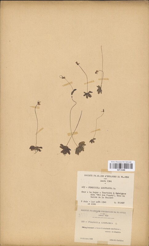 Pinguicula lusitanica (Lentibulariaceae)