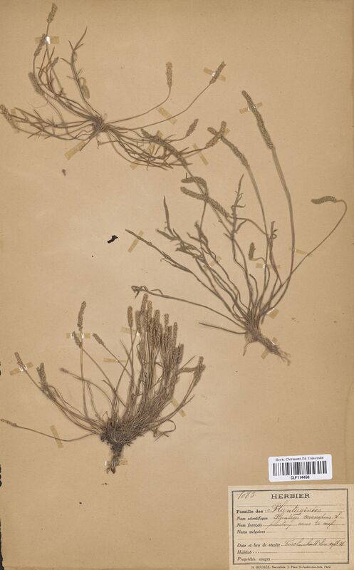 Plantago coronopus (Plantaginaceae)