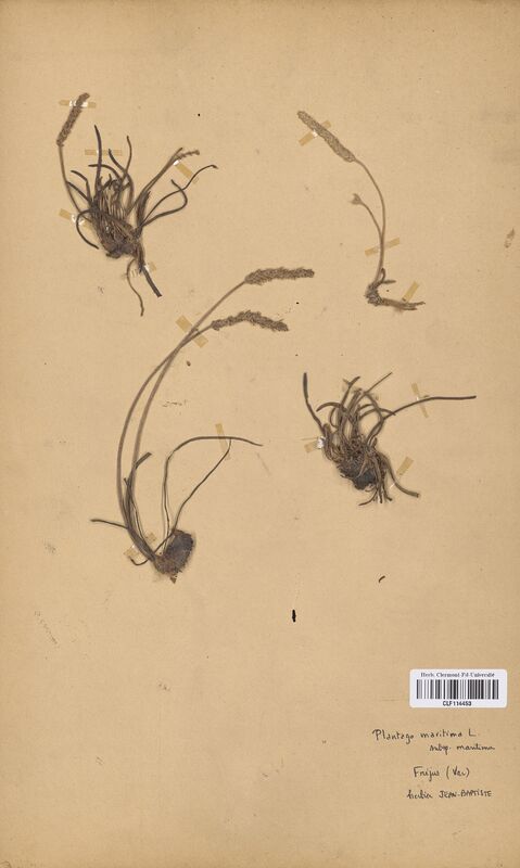Plantago maritima (Plantaginaceae)