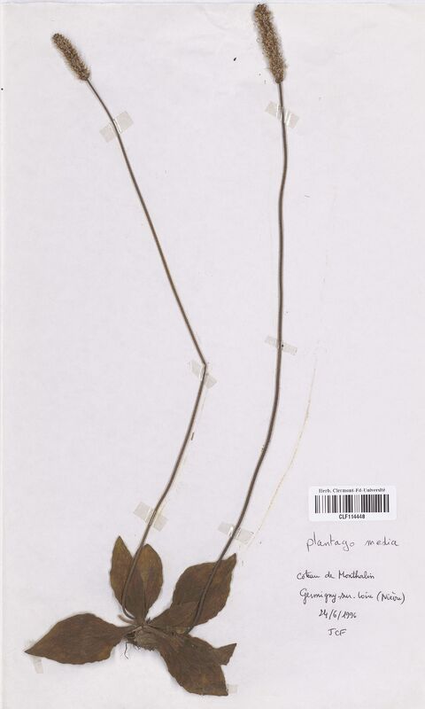 Plantago media (Plantaginaceae)