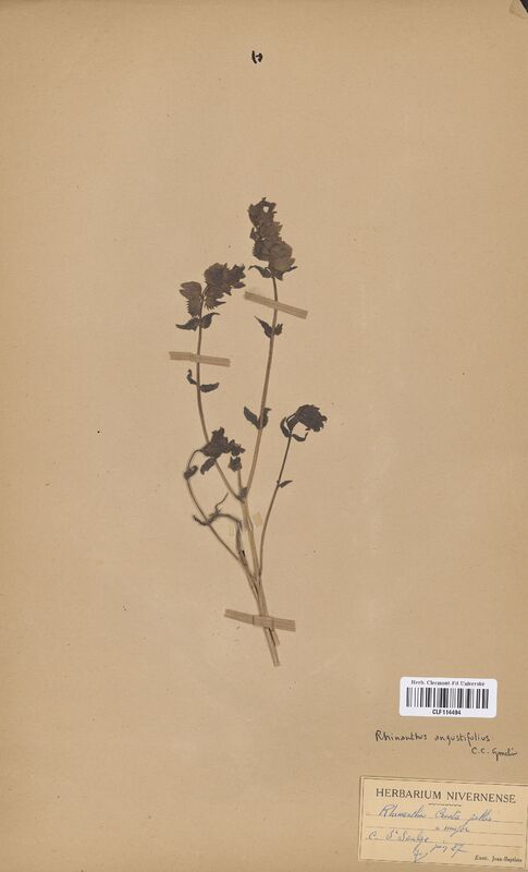 Rhinanthus crista-galli (Scrophulariaceae)