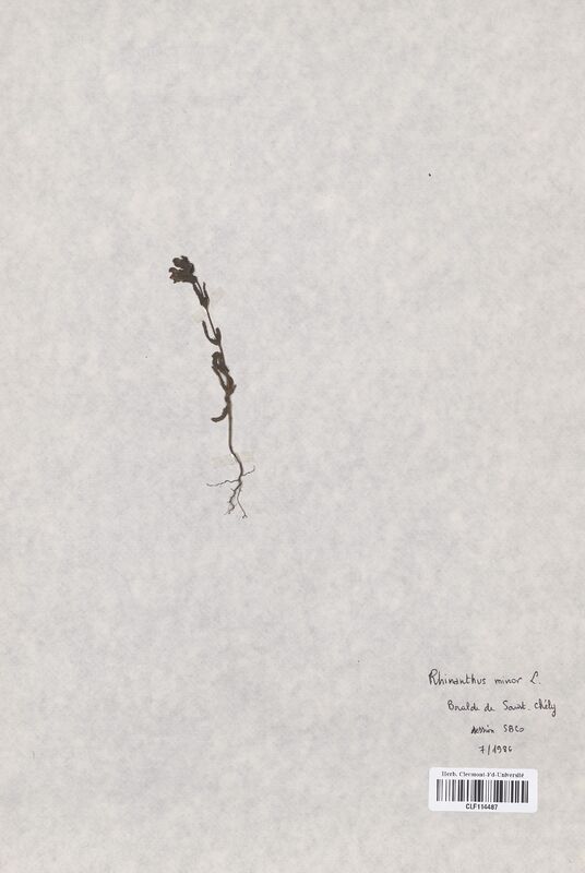 Rhinanthus minor (Scrophulariaceae)