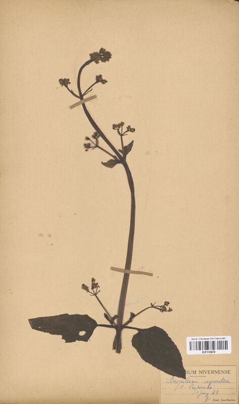 Scrophularia aquatica (Scrophulariaceae)