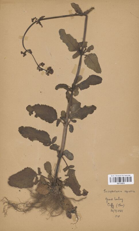 Scrophularia aquatica (Scrophulariaceae)