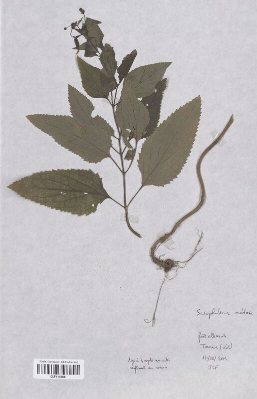 Scrophularia nodosa (Scrophulariaceae)