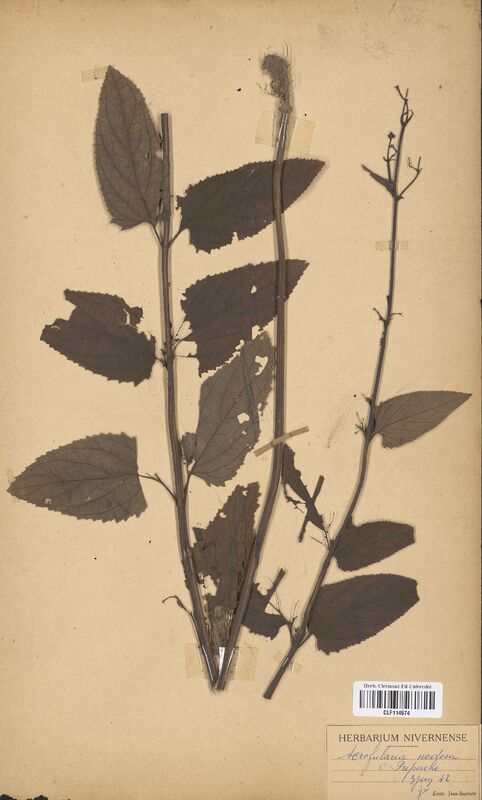 Scrophularia nodosa (Scrophulariaceae)