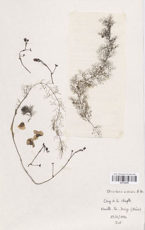 Utricularia australis (Lentibulariaceae)