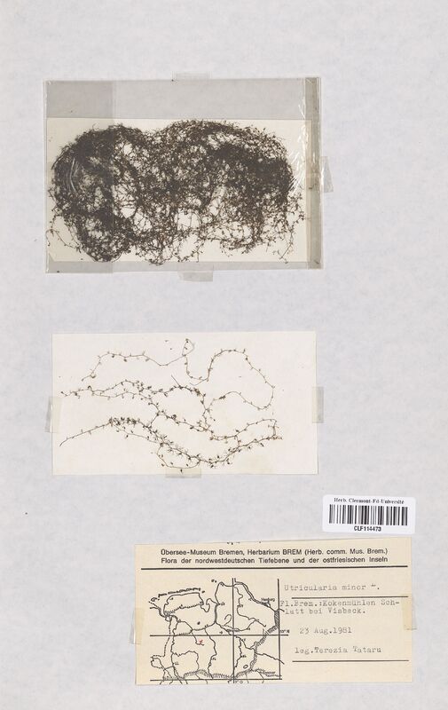Utricularia minor (Lentibulariaceae)