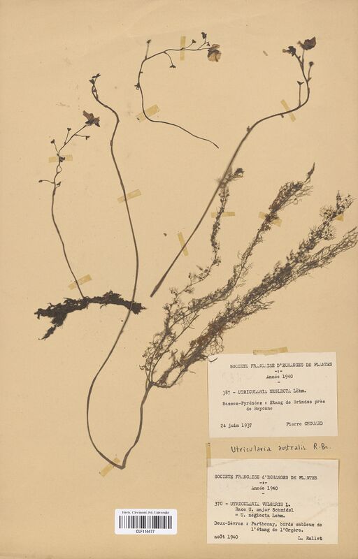 Utricularia neglecta (Lentibulariaceae)