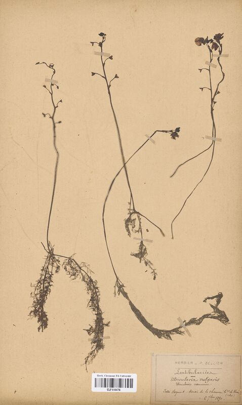 Utricularia neglecta (Lentibulariaceae)