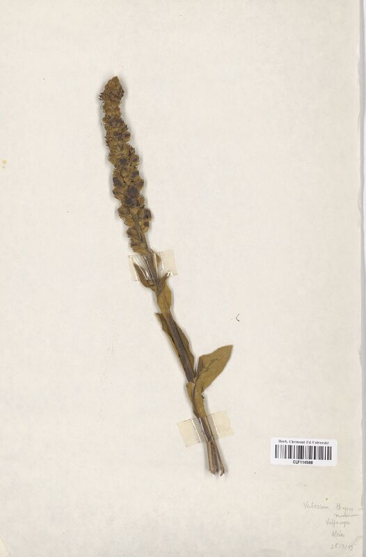 Verbascum thapsus (Scrophulariaceae)