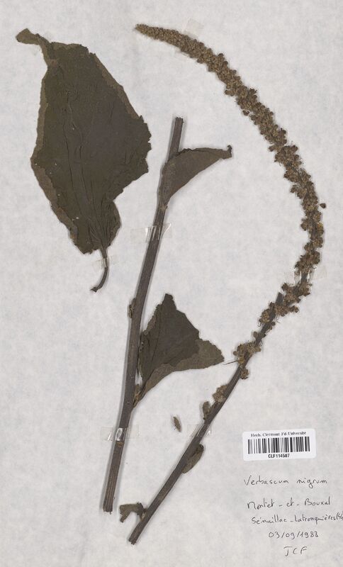 Verbascum nigrum (Scrophulariaceae)