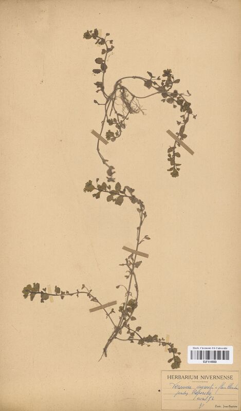Veronica agrestis (Scrophulariaceae)