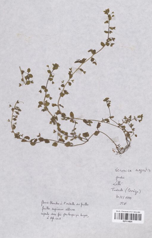 Veronica agrestis (Scrophulariaceae)