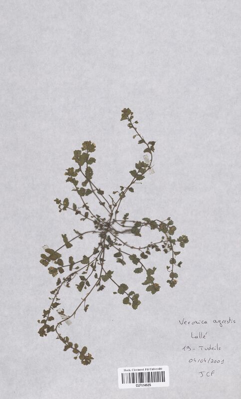 Veronica agrestis (Scrophulariaceae)