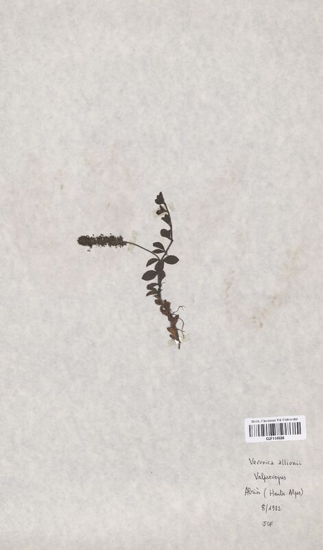 Veronica allioni (Scrophulariaceae)