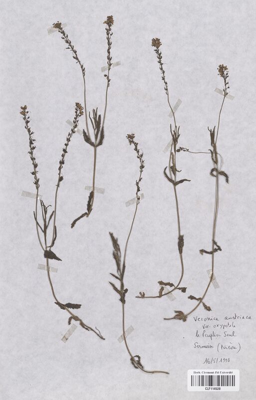 Veronica austriaca (Scrophulariaceae)